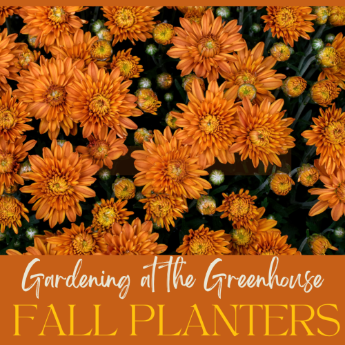 Gardening at the Greenhouse: Fall Planters